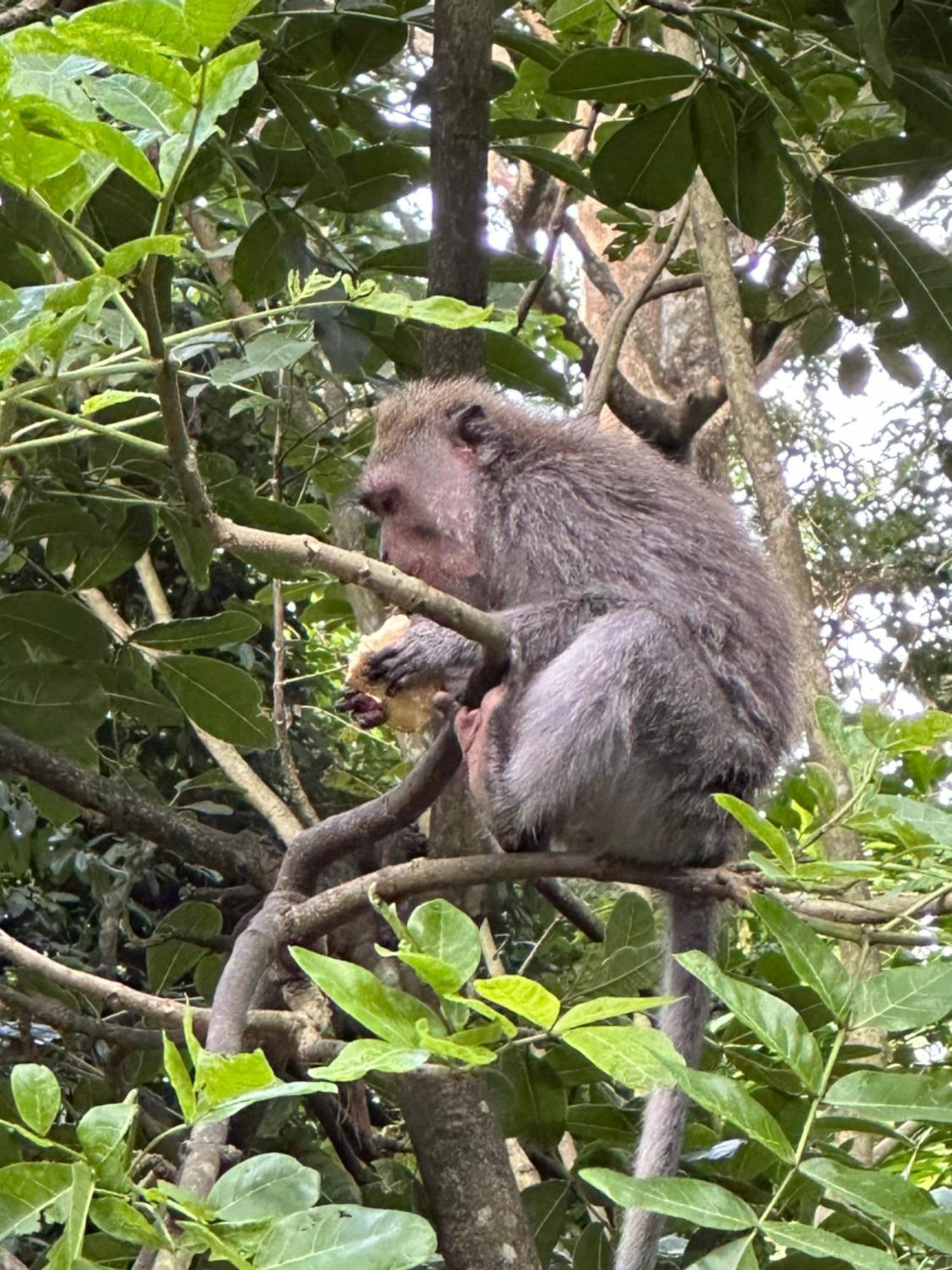Brata Inn Ubud Kültér fotó